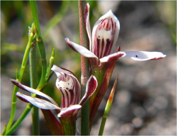 Burnrttia cuneata - Lizard Orchid.jpg